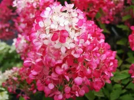 hortensja-bukietowa-diamant-rouge-r-c3