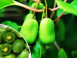 aktinidia-issai-miniaturowe-kiwi-samopylne-c2