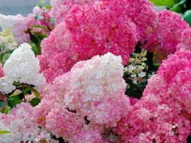 hortensja-bukietowa-sundae-fraise-rozowiejaca-c3