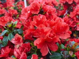azalia-japonska-geisha-orange-pomaranczowa-c2