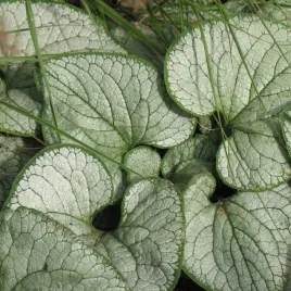 hortensja-ogrodowa-hydrangea-macrophylla-soeur-therese