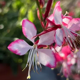 gaura-lindheimera-rosy-jane-biala-rozowa-kwiaty-jak-recznie-malowane
