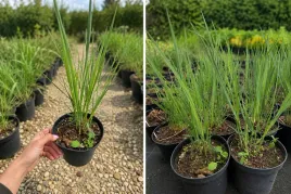 proso-rozgowate-northwind-panicum-virgatum-15cm-ortrawa-ozdobna-do-ogrodu