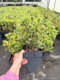 euonymus-japonicus-25-50cm-elegancka-trzmielina-o-wyjatkowym-ulistnieniu