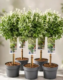trzmielina-fortune-a-harlequin-na-pniu-or-euonymus-fortunei-orroslina-ozdobna