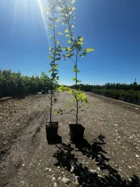 grab-pospolity-sadzonka-w-doniczce-2l-50-80-cm-or-zywoplot-orcarpinus-betulus