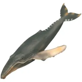 humbak-wieloryb-zoolandia-figurka-kolekcjonerskie-swiat-zwierzat