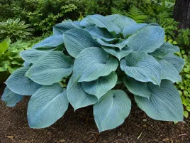 hosta-blue-mammoth-funkia-duza-niebieska-do-cienia-sadzonka
