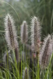 rozplenica-japonska-national-arboretum-pennisetum-alopecuroides