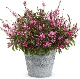gaura-graceful-pink-p12-sadzonka-1l
