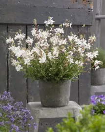gaura-graceful-white-p12-sadzonka-1l