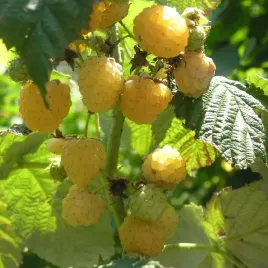 malina-zolta-golden-queen-slodka-powtarzajaca-sadzonka-p9