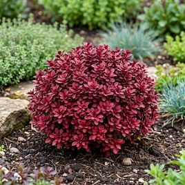 berberys-thunberga-lutin-rouge-karlowy-czerwony-kulisty-sadzonka-p9