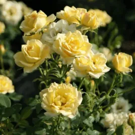 roza-okrywowa-yellow-fairy-obficie-kwitnie-mrozoodporna-sadzonka-p9