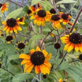 rudbekia-trojklapowa-prairie-glow-dwukolorowa-miododajna-sadzonka-p9