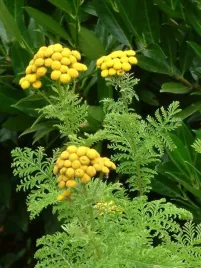 wrotycz-pospolity-tanacetum-vulgare-na-komary-mszyce-sadzonka-p9