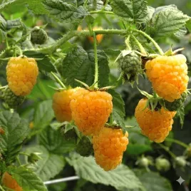 malina-zolta-golden-queen-slodka-powtarzajaca-sadzonka-p9