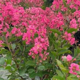 lagerstroemia-indyjska-magnifica-rosea-bez-poludnia-rozowa-sadzonka-p9
