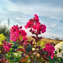 lagerstroemia-indyjska-rubra-bez-poludnia-czerwona-nektarowa-sadzonka-p9