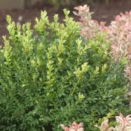 trzmielina-japonska-microphyllus-zimozielona-niska-obwodki-sadzonka-p9