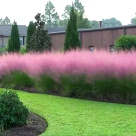 muhlenbergia-rozowa-mgielka-trawa-ozdobna-sadzonka-p9