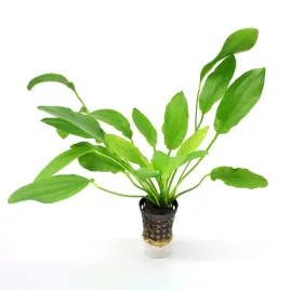 echinodorus-pyton-zabienica-python-bez-co2-koszyk-roslina-do-akwarium