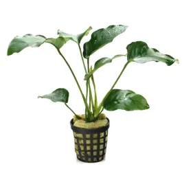 anubias-barteri-f-epifit-na-korzen-latwy-koszyk-roslina-do-akwarium