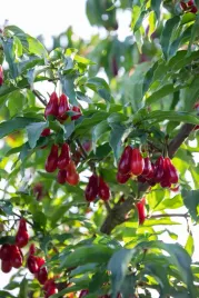 deren-jadalny-duza-sadzonka-doniczce-cornus-mas-mrozoodporny-ozdobny-krzew