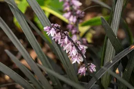 ophiopogon-planiscapus-nigrescens-konwalnik-czarna-trawa-ozdobna