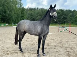 kon-na-sprzedaz-piekna-klacz-coz-i-m-special