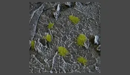 gamer-s-grass-tiny-tufts-dry-green-2mm
