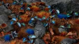 gamer-s-grass-laser-plants-alien-flytrap-kosmiczna-rosiczka