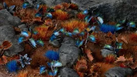 gamer-s-grass-laser-plants-alien-flytrap-kosmiczna-rosiczka