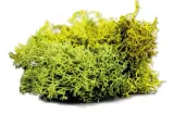 army-painter-basing-summer-undergrowth-stan-nowy