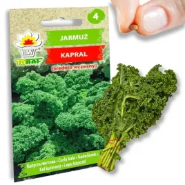 nasiona-warzyw-jarmuz-kapral-bogaty-w-witaminy-a-i-b