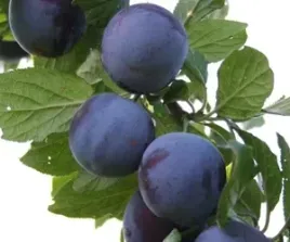zaprawka-esencja-zaprawa-sliwowica-naturalny-smak-do-wodki-sliwkowa-na-35l