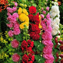 malwa-ogrodowa-pelna-mix-1g-nasiona-kwiatow-malwy-mieszanka-kolorow
