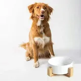 ceramiczna-miska-dla-psa-lub-kota