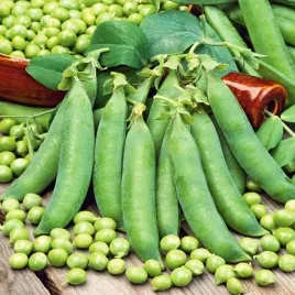 groch-siewny-luskowy-telefone-ana-pozny-50g-nasiona
