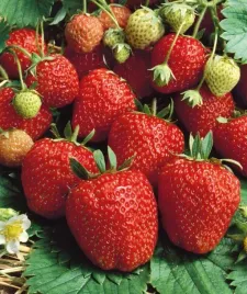 truskawka-selva-powtarzajaca-owocuje-do-mrozow-caloroczna-sadzonka-p9