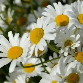 jastrun-wlasciwy-maikonigin-bialy-zlocien-margerytka-sadzonka-p9
