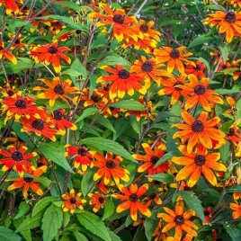 rudbekia-trojklapowa-prairie-glow-dwukolorowa-miododajna-sadzonka-p9