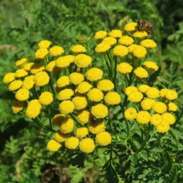 wrotycz-pospolity-tanacetum-vulgare-na-komary-mszyce-sadzonka-p9