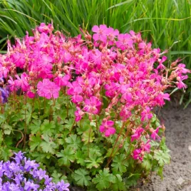 bodziszek-korzeniasty-geranium-macrorrhizum-do-cienia-sadzonka-p9