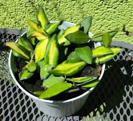 hoja-hoya-burtoniae-variegata-sadzonka