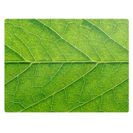 ochronna-mata-podlogowa-do-kazdego-rodzaju-podlogi-lisc-w-zblizeniu-120x90