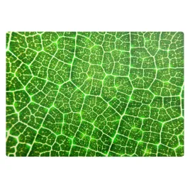 mata-ochronna-pod-krzeslo-gladka-i-antyposlizgowa-lisc-w-zblizeniu-100x70
