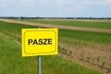 pasze-tablica-ostrzegawcza-kolor-zolty-kod-producenta-pasze