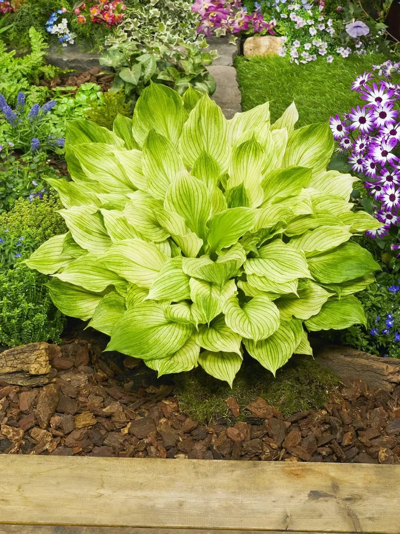 funkia-zebra-stripes-hosta-zebra-do-ogrodu-rodzaj-rosliny-inny