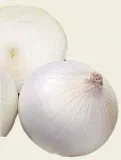 nasiona-cebula-avalon-toraf-3-g